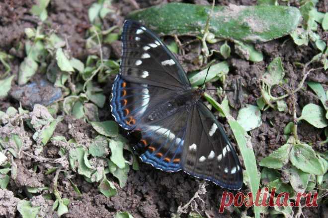 Limenitis populi - Ленточник тополевый