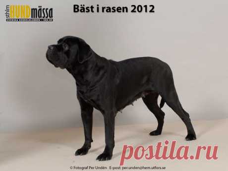 CANE CORSO Domare:  ZAKE LIGITA, LETTLAND   DK UCH DK V-12 NO UCH NORD JV-11 NORD UCH NORD V-12 SE UCH MAXENTO TO NERO D'AVOLAS Ägare: VALENCIA SERGIO, ÖRSUNDSBRO Uppfödare: KRAVT ILONA & ALEXEI, FI.41120 PUUPPOLA