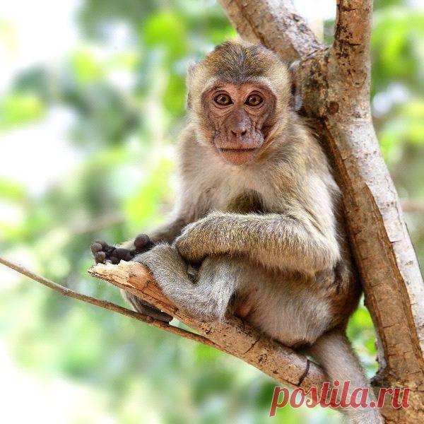 обезьяны фото: 20 тыс изображений найдено в Яндекс.Картинках