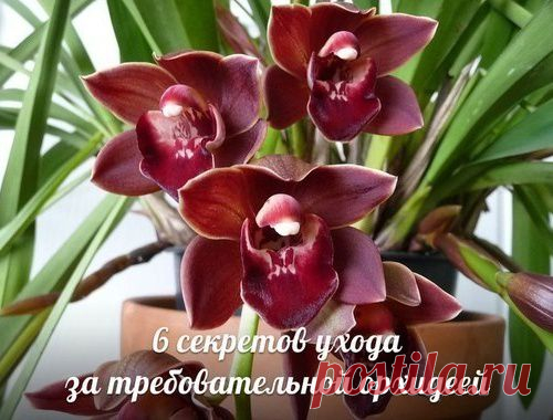 6 важнейших совета по уходу за орхидеей!