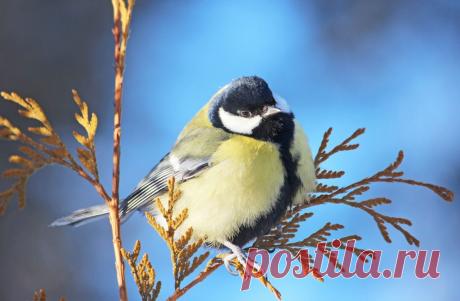 Тараторка — «)))» на Яндекс.Фотках