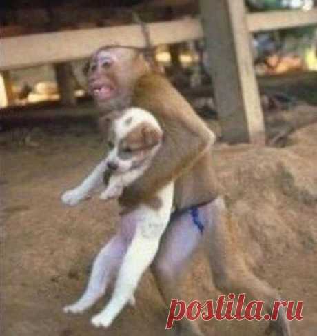 При взрыве трубопровода в Нанкине (Китай), в котором погибло 13 человек и ранено около 300, обезьяна самоотверженно вынесла щенка на руках из огня.