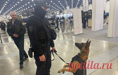 Росгвардия начала учить служебных собак поиску взрывчатки производства стран НАТО. Полицейский кинолог инженерно-технического отдела ОМОН "Бастион" Санкт-Петербурга Евгений сообщил, что специалисты готовят собак распознавать запахи взрывчатых веществ, в том числе в зоне СВО