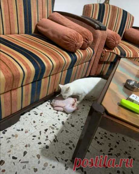 Эти котики очень любят троллить всех вокруг без стыда и совести