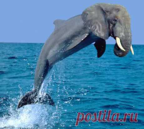 elephin.jpg (504×453)