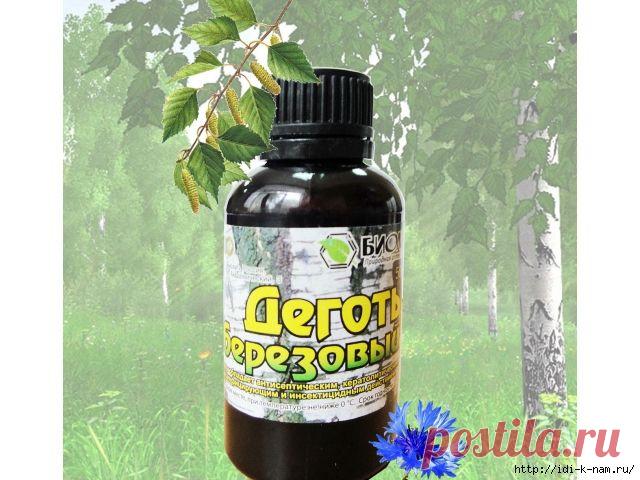 Берёзовый дёготь и очищение организма / кожи