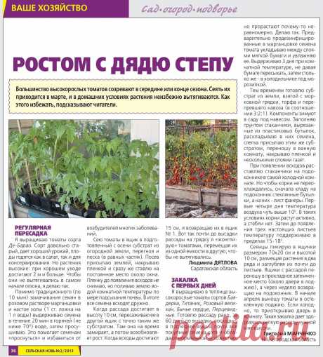 Высокорослые томаты