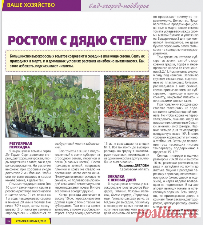 Высокорослые томаты