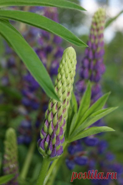 Лето | Фотографии Ксюша Ксюшина | 201 фото