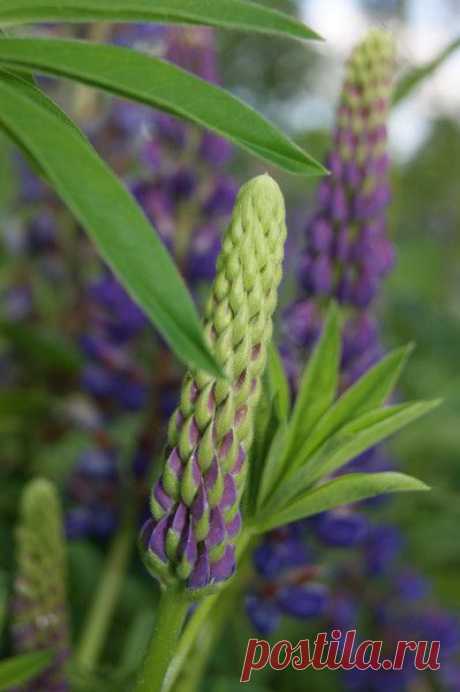 Лето | Фотографии Ксюша Ксюшина | 201 фото