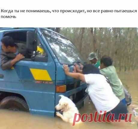 Счастливых животных пост