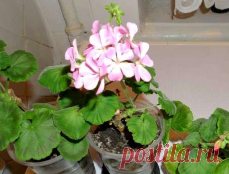 Инструкция размножения герани черенками с фото и видео