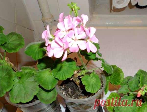 Инструкция размножения герани черенками с фото и видео