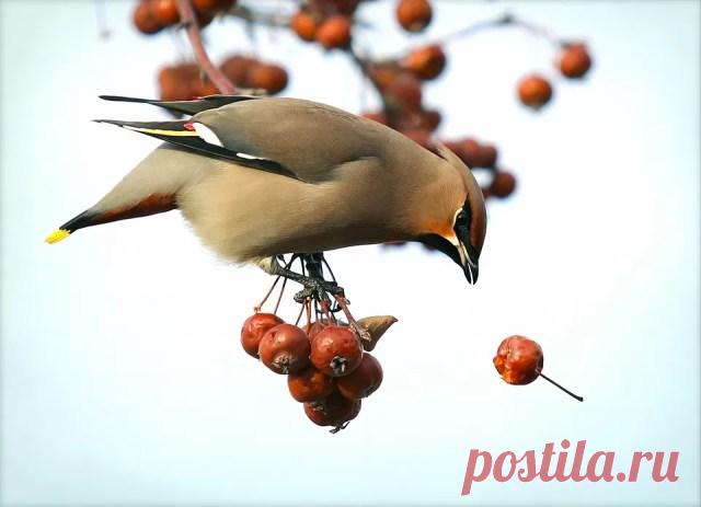 Боярышник при атеросклерозе - Журнал полезных советов