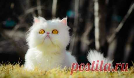 Скачать обои cat.