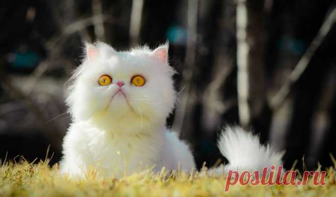 Скачать обои cat.