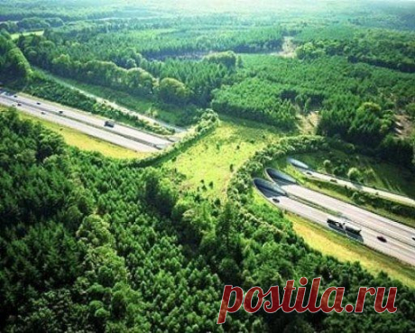 Мост для дикой природы (ecoduct). Он обеспечивает безопасный путь для пересечения автомобильных дорог всякой живностью.