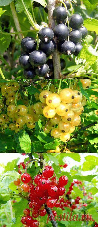 Вкусный Огород: Выращивание смородины