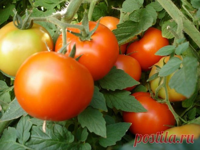 Нашатырный спирт