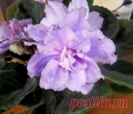 Neptune's Jewels (спорт) - Зарубежная селекция - Каталог фиалок - Фиалки. г.Даугавпилс