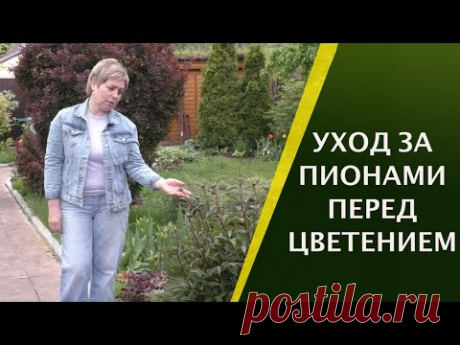 СДЕЛАЙТЕ ЭТО ДЛЯ ПЫШНОГО ЦВЕТЕНИЯ ПИОНА!