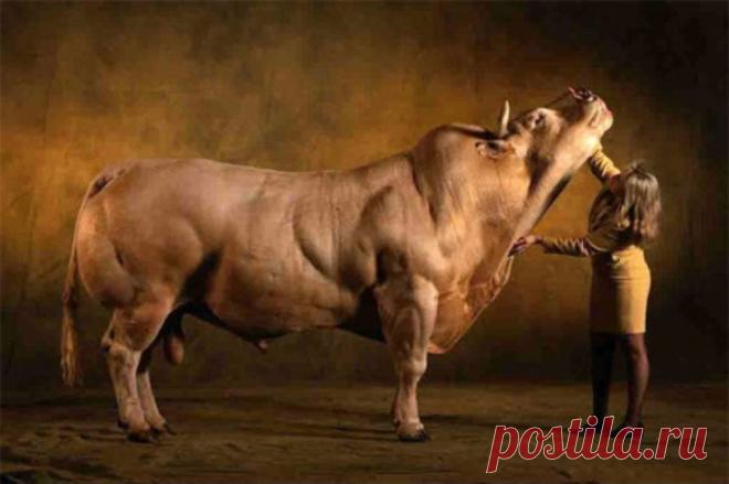 26 невероятных творений природы, доказывающих, что жизнь на этой планете удивительна