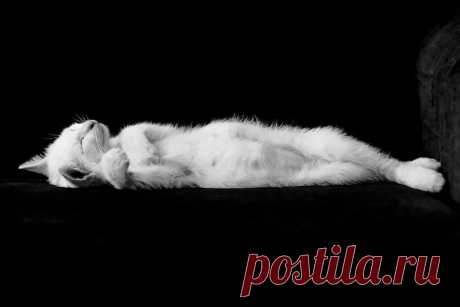 в мире животных | 49 фотографий