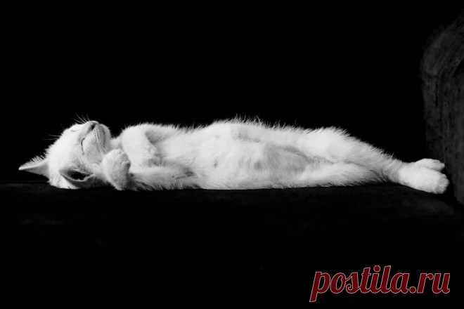 в мире животных | 49 фотографий