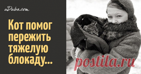 Кот Василий Бугров - герой блокадного Ленинграда Этим стоит поделиться!