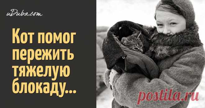 Кот Василий Бугров - герой блокадного Ленинграда Этим стоит поделиться!