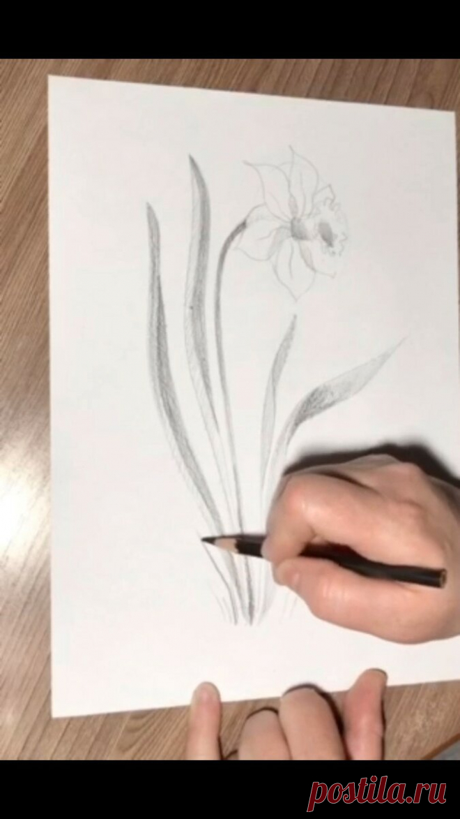 Как нарисовать нарцисс простым карандашом видео-урок
