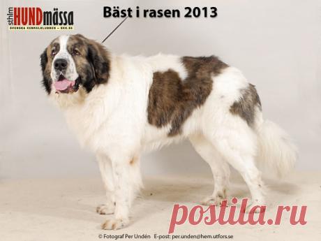 PYRENEISK MASTIFF Domare: SCHIMPF OTTO, ÖSTERRIKE   FI JV-11 FI UCH NORD JV-11 TARAN MASKIN JUNIOR NAVARRO  Ägare: KATJA RYTKONEN, PIELAVESI, FINLAND Uppfödare: SARIOLA EEVA & KALEVI, FINLAND