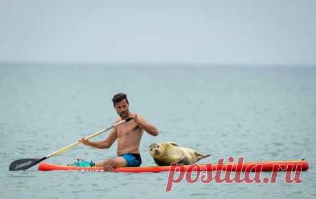 Талисман пляжа Престон (Preston Beach) в английском Уэймуте, тюлень-приживала, много лет мешает спортивно отдыхать сёрферам, но они, кажется, не против.

«Мы осторожно гребём к берегу, чтобы не потревожить Сэмми, там просим сойти и плывём назад, очень дружелюбное, общительное животное, стоит приехать в Дорсет, чтобы поплавать с Сэмми».