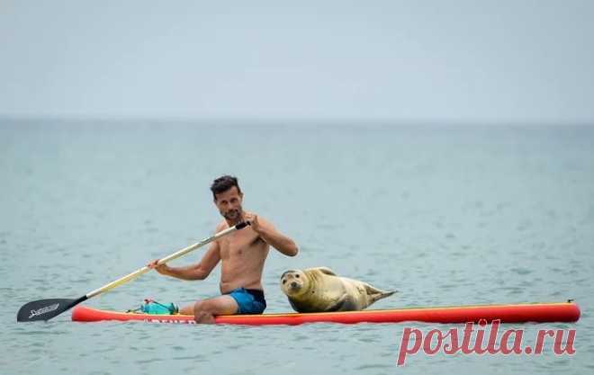 Талисман пляжа Престон (Preston Beach) в английском Уэймуте, тюлень-приживала, много лет мешает спортивно отдыхать сёрферам, но они, кажется, не против.

«Мы осторожно гребём к берегу, чтобы не потревожить Сэмми, там просим сойти и плывём назад, очень дружелюбное, общительное животное, стоит приехать в Дорсет, чтобы поплавать с Сэмми».