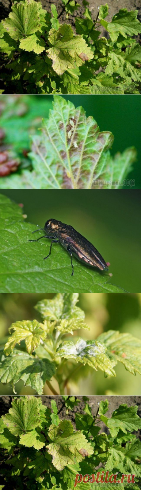 Вредители и болезни красной смородины: выявление и устранение проблемы