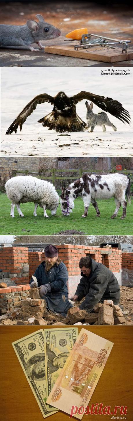 5 историй с моралью. 
Однажды мышь заметила, что хозяин фермы поставил мышеловку. Она рассказала об этом курице, овце и корове. Но все они отвечали: &quot;Мышеловка - это твои проблемы, к нам она никакого отношения не имеет!&quot;

Чуть позже в мышеловку попалась змея - и укусила жену фермера. Пытаясь ее излечить, жене приготовили суп из курицы. Потом зарезали овцу, чтобы накормить всех, кто приехал навестить больную. И, наконец, закололи корову, чтобы достойно накормить гостей на похоронах.