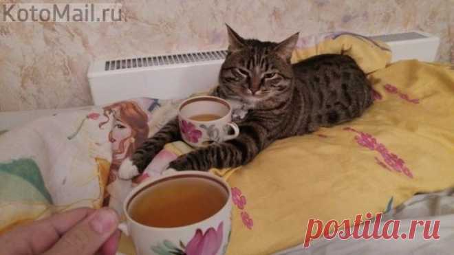 Замурчательное чаепитие