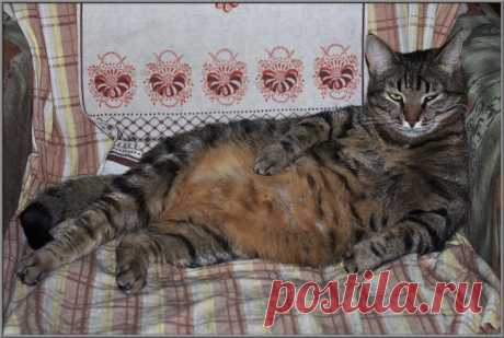 Naturalist :: На 11-й день... :: Юмор :: Фотографии автора :: Naturalist :: Галерея :: Клуб Foto.ru