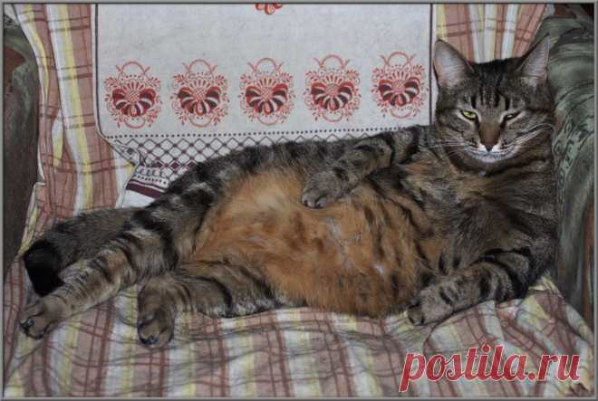 Naturalist :: На 11-й день... :: Юмор :: Фотографии автора :: Naturalist :: Галерея :: Клуб Foto.ru