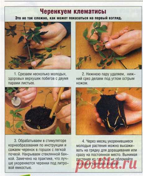 РАЗМНОЖЕНИЕ В ПЛАСТИКОВЫХ БУТЫЛКАХ. Клематисы. | Самоцветик
