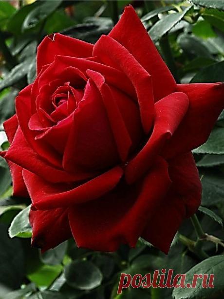 Red rose  |  Pinterest: инструмент для поиска и хранения интересных идей
