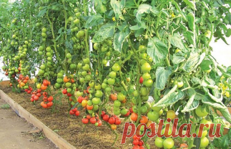 AgroMax – стимулятор роста