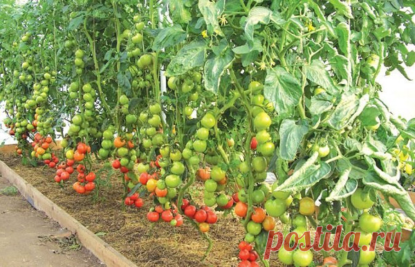 AgroMax – стимулятор роста