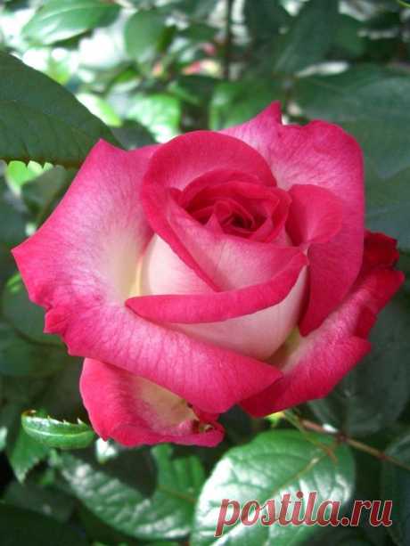 ROSIER PASCAL SEVRAN   |  Pinterest • Всемирный каталог идей