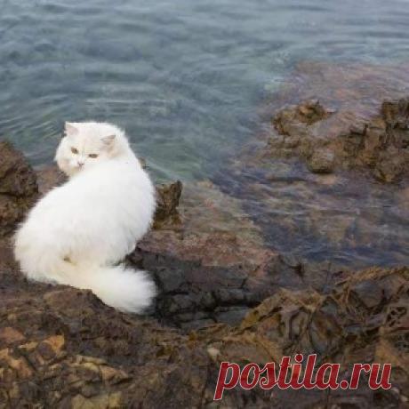 Факты о котах и кошках