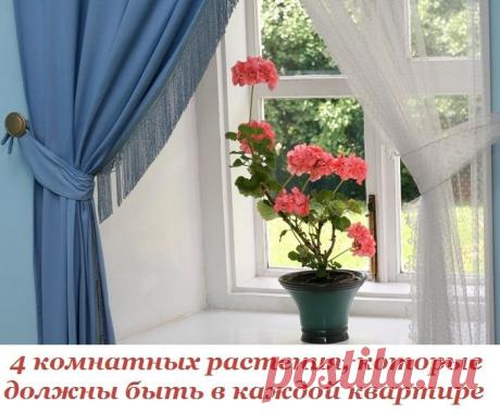 ЧЕТЫРЕ КОМНАТНЫХ РАСТЕНИЯ, КОТОРЫЕ ДОЛЖНЫ БЫТЬ В КАЖДОЙ КВАРТИРЕ