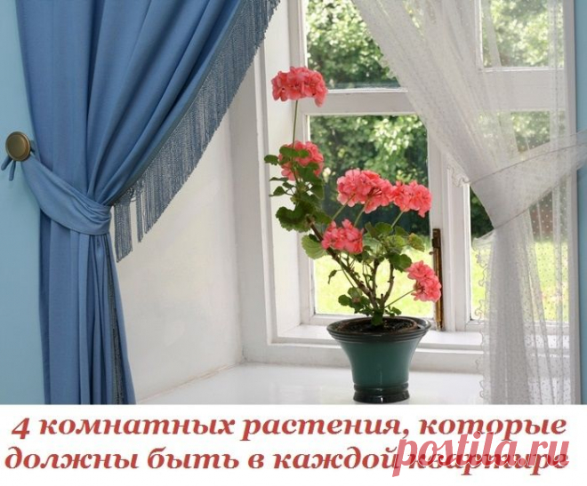 ЧЕТЫРЕ КОМНАТНЫХ РАСТЕНИЯ, КОТОРЫЕ ДОЛЖНЫ БЫТЬ В КАЖДОЙ КВАРТИРЕ