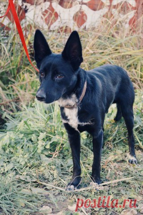 Орехово-Зуево, МО
Прочтите, пожалуйста, этот пост, расскажите о нём друзьям и знакомым, это шанс для Рекса обрести дом 

В один день пёс оказался на улице. Не понимал, почему прогулка затянулась , почему его не забирают домой. Лаял, звал. Так мы и познакомились. 
Рекс оказался молодым парнем, сейчас ему около года. Умный, здоровый и очень классный Рексик ищет ответственного, любящего хозяина. 
Вы только посмотрите в эти глаза, а на эти ушки..! Смешной и игривый, неужели он...