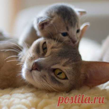 Кот