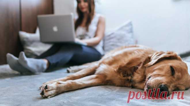 Многие платформы по онлайн-обучению открыли доступ к своим курсам. Выбрали несколько интересных вариантов — про удаленную работу, маркетинг, интернет-магазины, мобильные приложения и прочие полезные штуки.